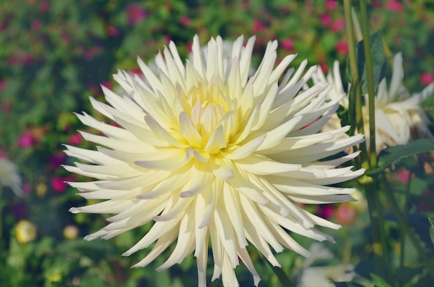Dahlia with creamy white petals Dahlia White star