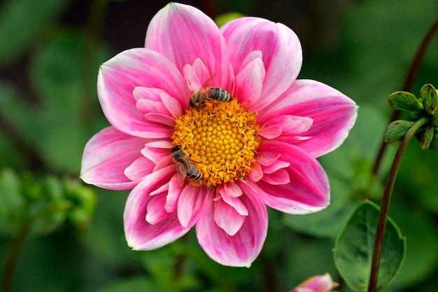 Photo dahlia with honeybees dahlia herz as