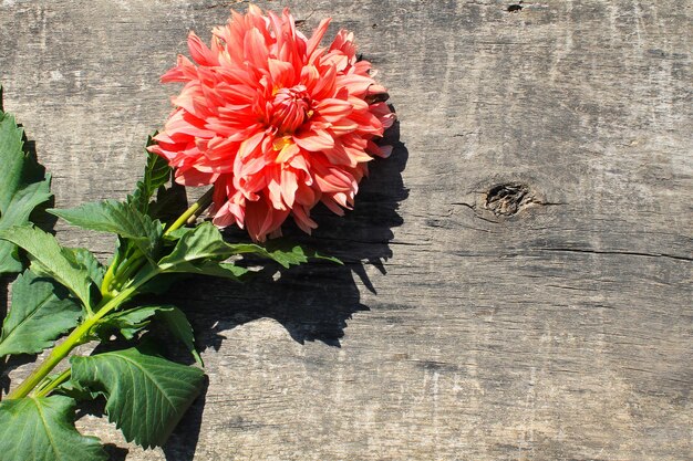 Dahlia on the wooden background