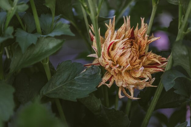 Photo dahlia yellow red