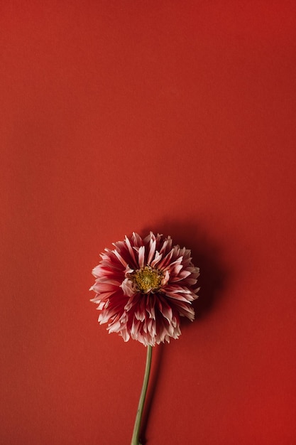 Dahliabloem op rode achtergrond met kopieerruimte Minimalistische eenvoud plat lag bovenaanzicht bloemsamenstelling