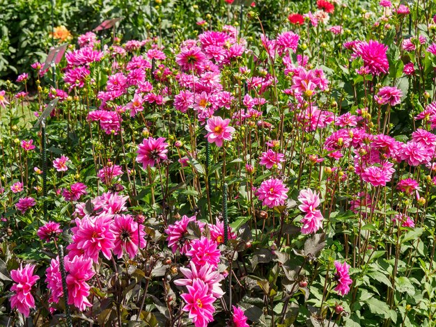 dahlias in the garden