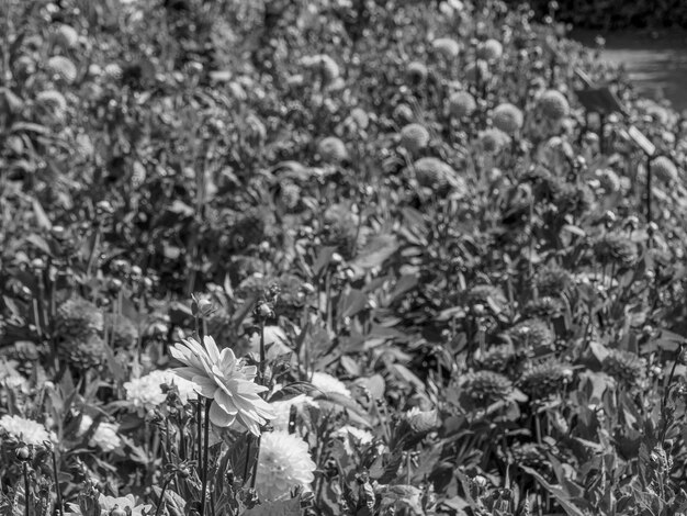 dahlias in the garden