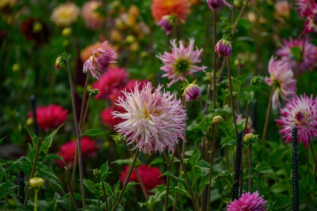 Dahlias in the garden