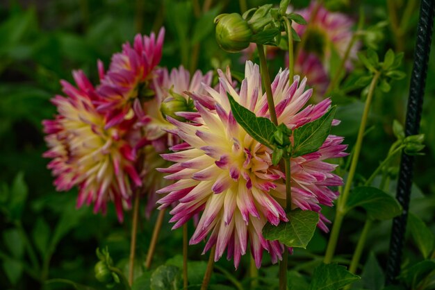 Photo dahlias in the garden