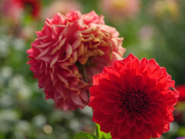 Photo dahlias in germany