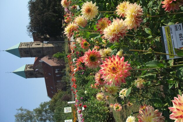 Photo dahlias in germany