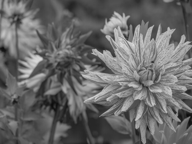 dahlias in germany