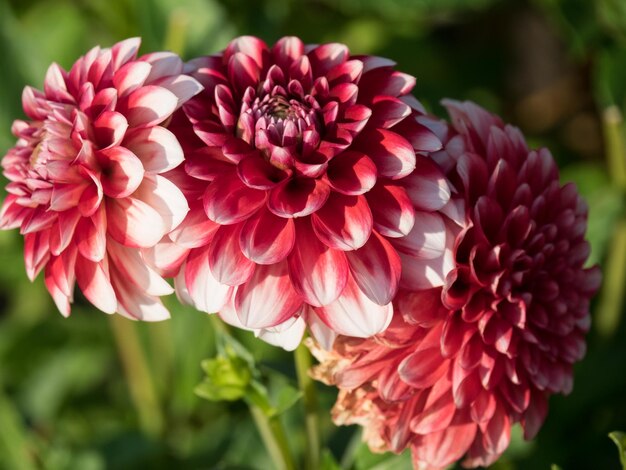 dahlias in germany