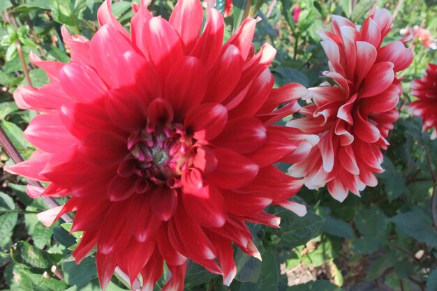 dahlias in germay