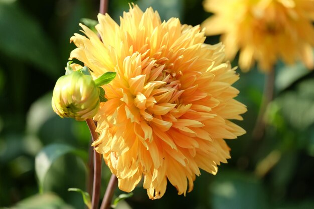 dahlias in germay