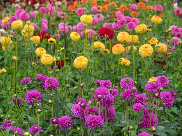 Dahlias in de tuin