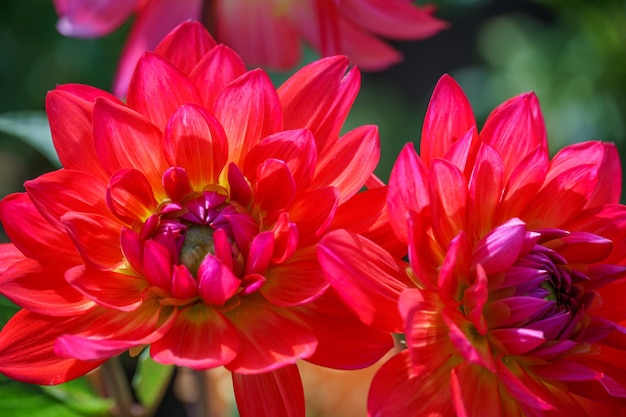 Foto dahlias in westfalen