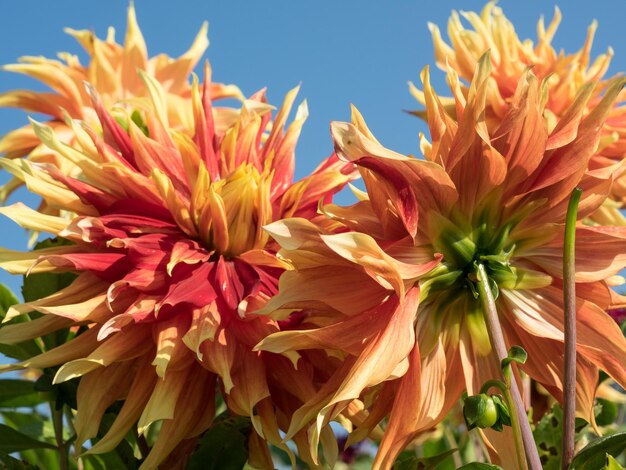 Photo dahlias