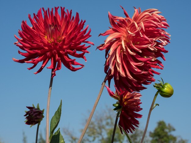 Photo dahlias