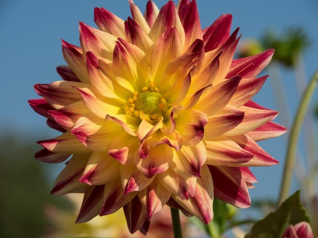 dahlias