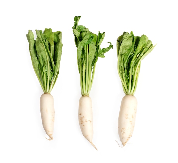 Daikon radishes isolated on white background