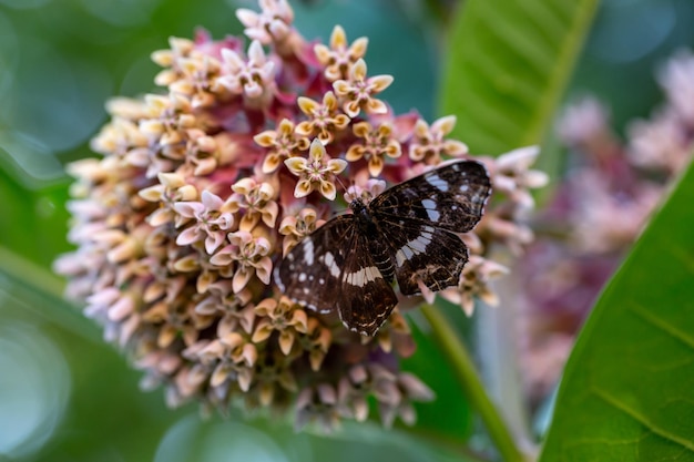 Daimio tethys butterfly sits on a blossom milkweed flower on a summer day macro photography