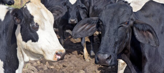  dairy cattle of the Girolando breed