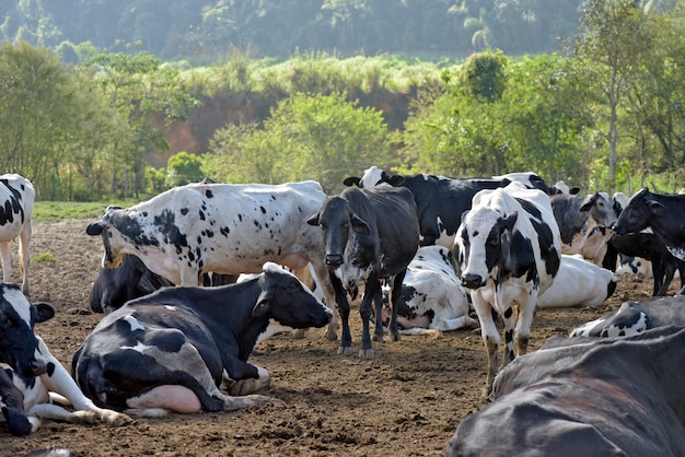 Dairy cattle of the girolando race