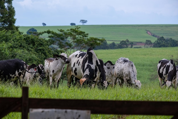 Dairy cattle with white and black spots on green pasture