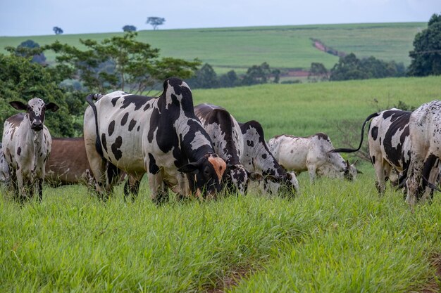 Dairy cattle with white and black spots on green pasture