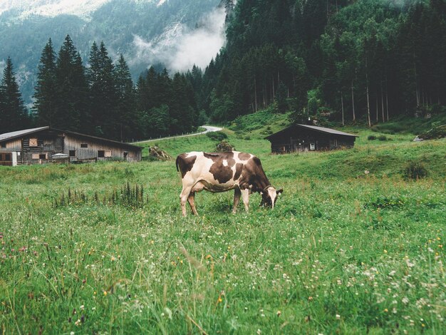 Photo dairy cattle