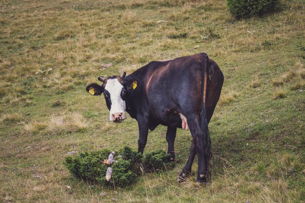 Dairy cow graze on a green field