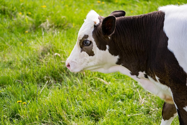 Dairy cow grazing Brownwhite cow on a meadow in spring Beautiful milky cow on a pasture Dairy cattle pasture Close up