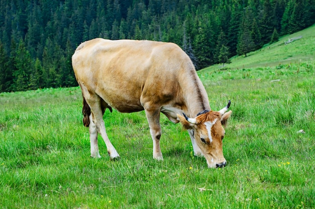 Dairy cow grazing at meadow