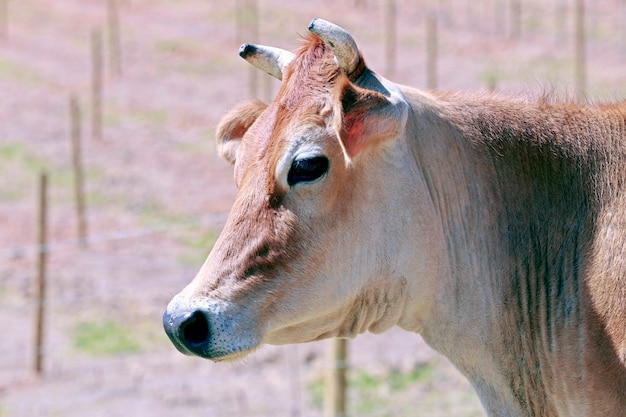 Photo dairy cow in the pasture