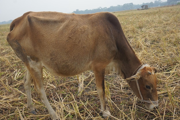 dairy cow