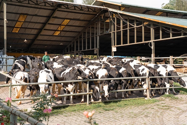 Photo dairy cows are in the process of taking milk