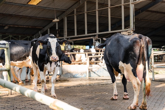 Photo dairy cows are in the process of taking milk