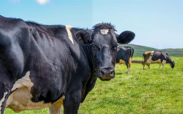 Dairy cows on a dairy farm