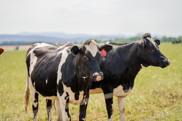 dairy cows in a field on a farm in summer