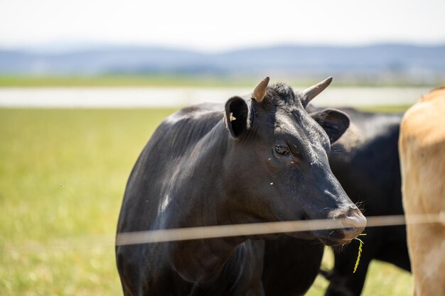 Photo dairy cows in a field on a farm in summer