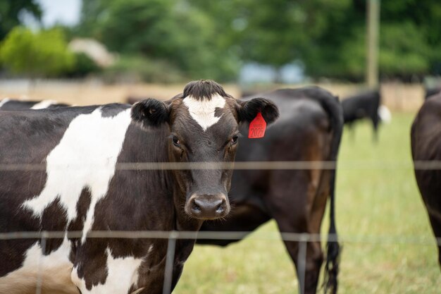 Photo dairy cows in a field on a farm in summer