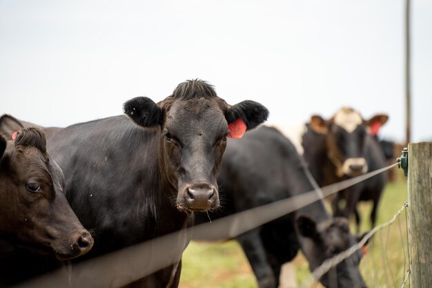 Photo dairy cows grazing on green grass in spring in australia