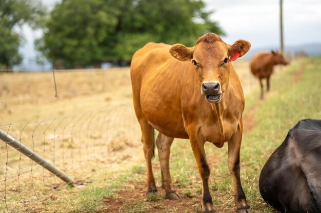 Dairy Cows grazing on green grass in spring in Australia