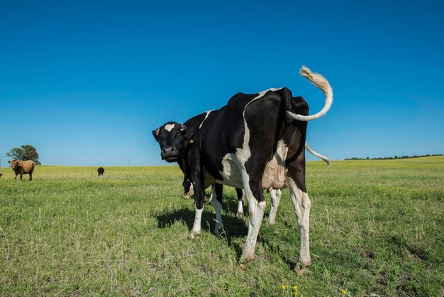 Dairy cows in pampas landscapePatagonia