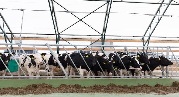 Dairy cows in a row on a modern dairy farm