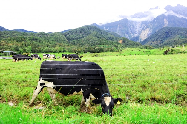 Photo dairy farm