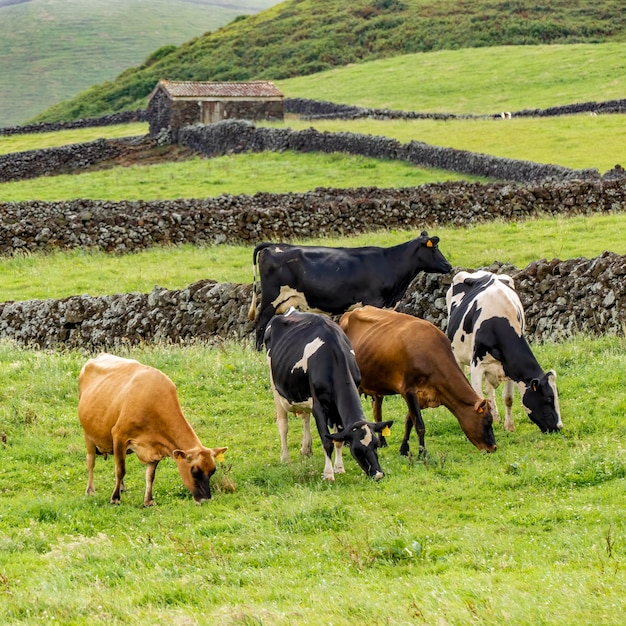 Dairy farming