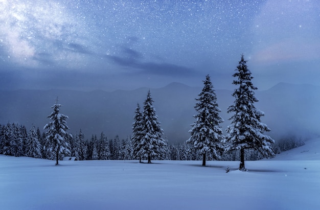 dairy star trek in the winter woods. dramatic and picturesque scene. in anticipation of the holiday. carpathian ukraine.