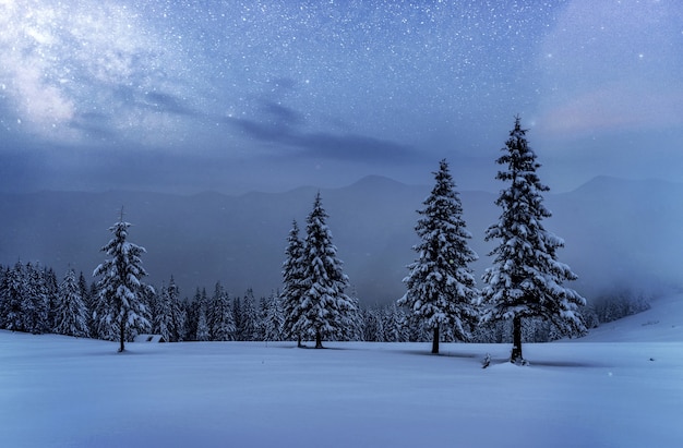 Photo dairy star trek in the winter woods. dramatic and picturesque scene. in anticipation of the holiday. carpathian ukraine.