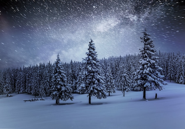 Dairy star trek in the winter woods. dramatic and picturesque scene. in anticipation of the holiday. carpathian ukraine.