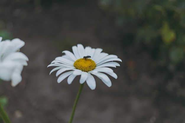 Daisies are growing in the bed