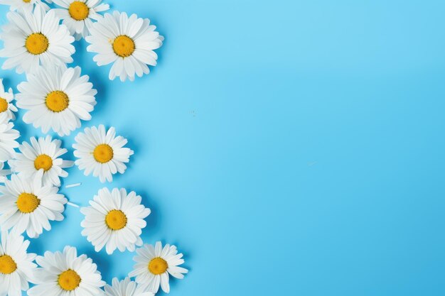 daisies are shown on a blue background.