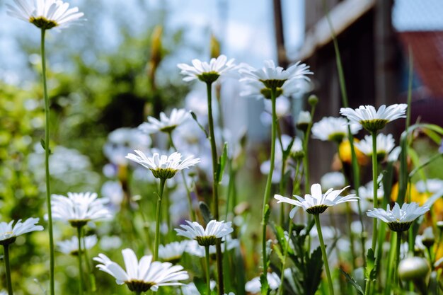 Daisies on a background of greenery summer natural background